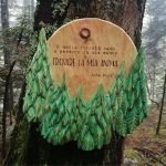 Foresta in cirmolo Muir