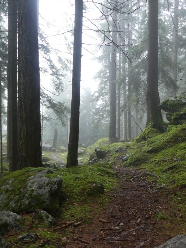 Sculture al ritmo dei boschi: qui il bosco che silenzioso cresce